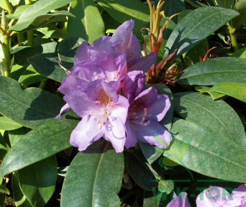 Różanecznik Catawbiense Grandiflorum