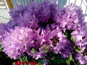 Różanecznik Catawbiense Grandiflorum