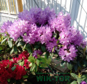 Różanecznik Catawbiense Grandiflorum