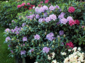 Różanecznik Catawbiense Grandiflorum