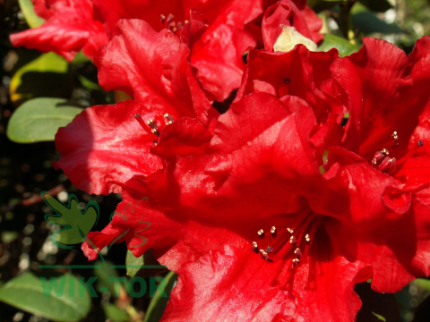 Różanecznik Red Jack