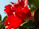 Różanecznik Red Impulse