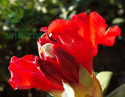 Różanecznik Red Impulse