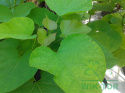 Surmia bignoniowa Catalpa