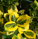 Trzmielina Fortune'a Emerald 'n Gold na pniu