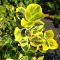 Trzmielina Fortune'a Emerald 'n Gold na pniu