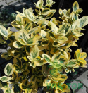 Trzmielina Fortune'a Emerald 'n Gold na pniu