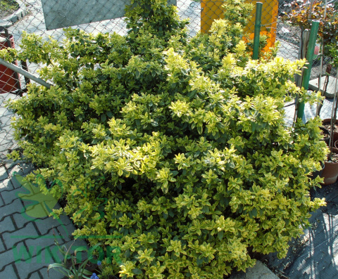 Trzmielina Fortune'a Emerald 'n Gold