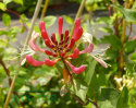 Wiciokrzew pomorski Serotina