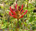 Wiciokrzew pomorski Serotina