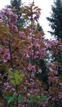 Wiśnia piłkowana Royal Burgundy