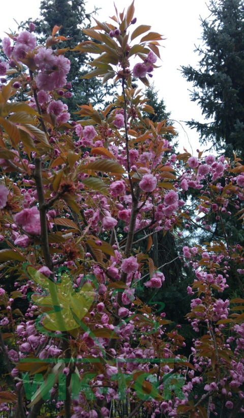 Wiśnia piłkowana Royal Burgundy