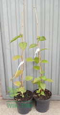 Aktinidia pstrolistna Sentybraskaya