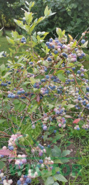 Borówka wysoka amerykańska Bluejay