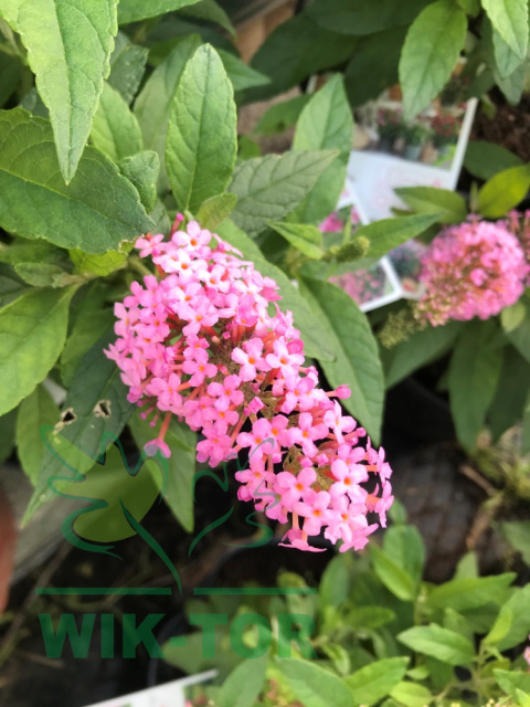 Budleja Butterfly Candy 'Little Pink'