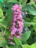 Budleja Butterfly Candy 'Little Pink'