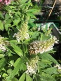 Budleja Butterfly Candy 'Little White'