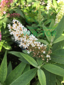 Budleja Butterfly Candy 'Little White'