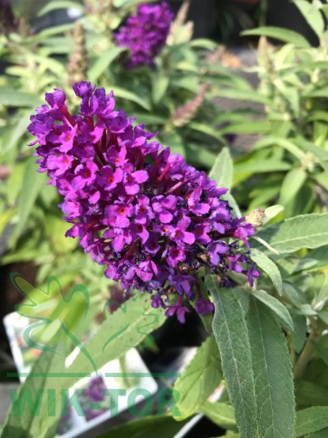 Budleja Butterfly Candy 'Little Purple'