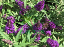 Budleja Butterfly Candy 'Little Purple'
