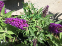 Budleja Butterfly Candy 'Little Purple'