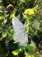 Budleja Dawida 'White Profusion'