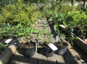 Budleja Dawida 'White Profusion'