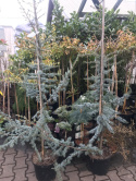 Cedr libański 'Glauca'