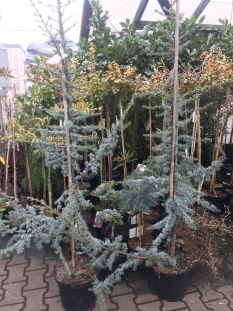 Cedr libański 'Glauca'