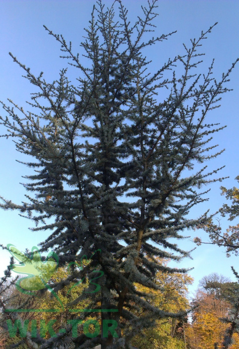 Cedr libański 'Glauca'