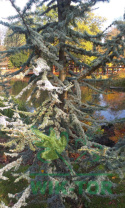 Cedr libański 'Glauca'