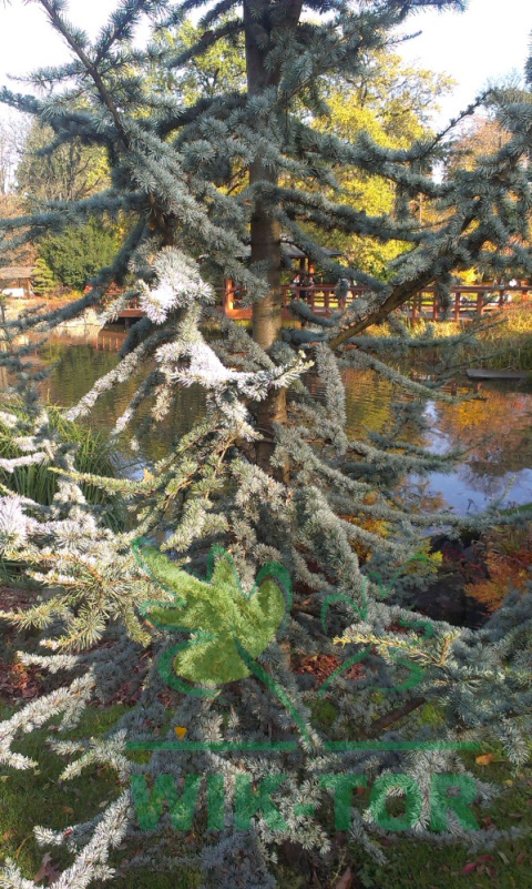 Cedr libański 'Glauca'