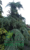 Cedr libański 'Glauca'
