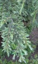 Cedr libański 'Atlantica Glauca Pendula'