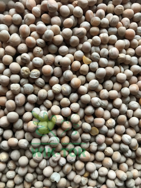 Groch siewny cysterski 1kg