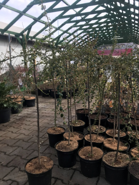 Irga szwedzka Coral Beauty na pniu