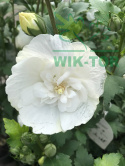 Ketmia syryjska Hibiskus biały pełny