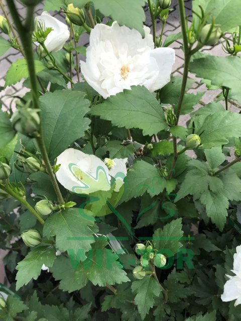 Ketmia syryjska Hibiskus biały pełny