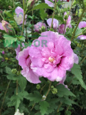 Ketmia syryjska Hibiskus różowy pełny