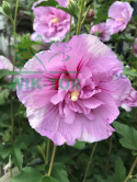 Ketmia syryjska Hibiskus różowy pełny