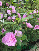 Ketmia syryjska Hibiskus różowy pełny