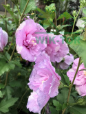 Ketmia syryjska Hibiskus różowy pełny
