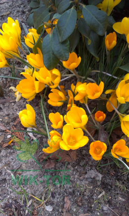 Krokus wielkokwiatowy Golden Yellow 10szt + nawóz GRATIS