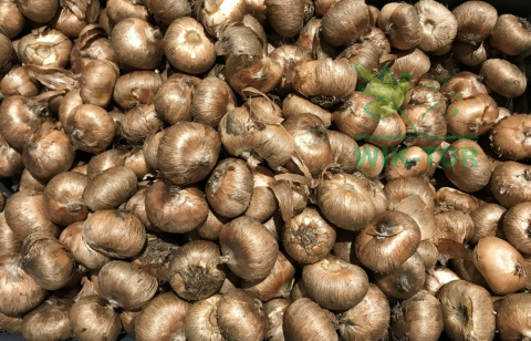 Krokus wielkokwiatowy fioletowy Flower Record 10szt + nawóz GRATIS