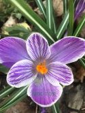 Krokus wielkokwiatowy pstry Pickwick 50szt + GRATIS