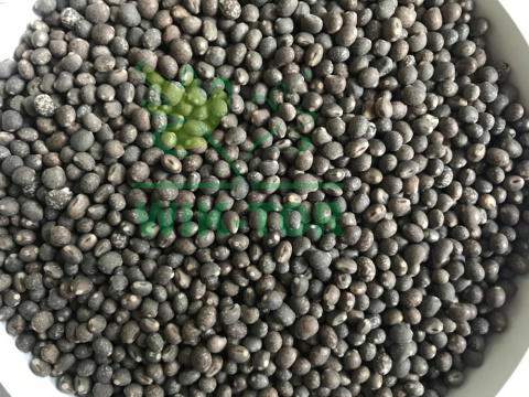 Łubin wąskolistny słodki Regent 1kg