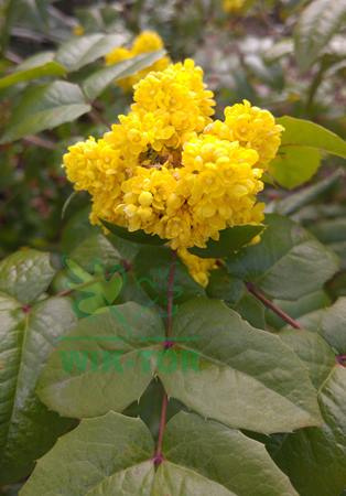 Mahonia pospolita