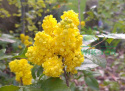 Mahonia pospolita