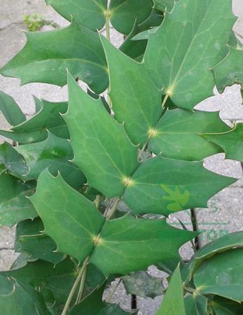 Mahonia pospolita