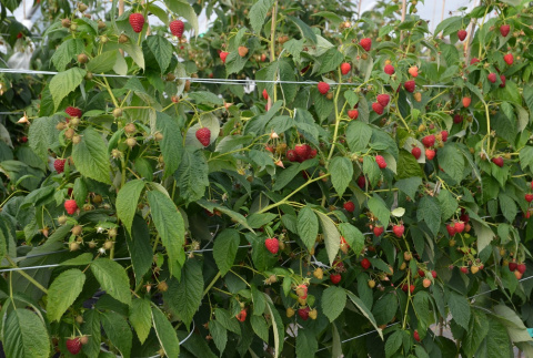 Malina czerwona Husaria®